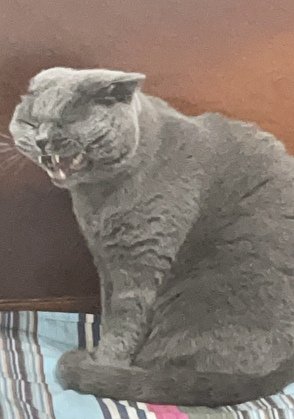 成為動物後,被叼住了後頸!